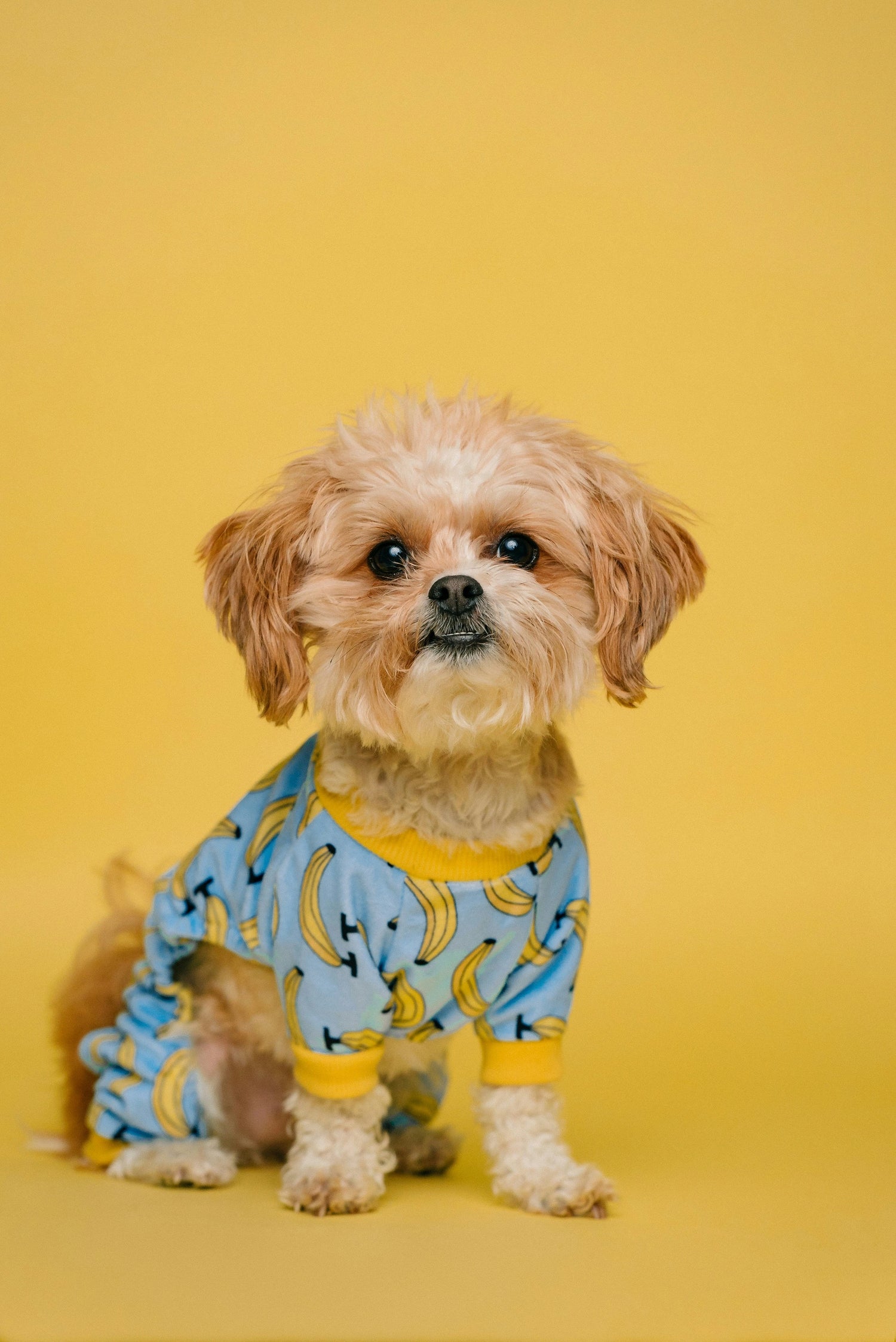Pet Products